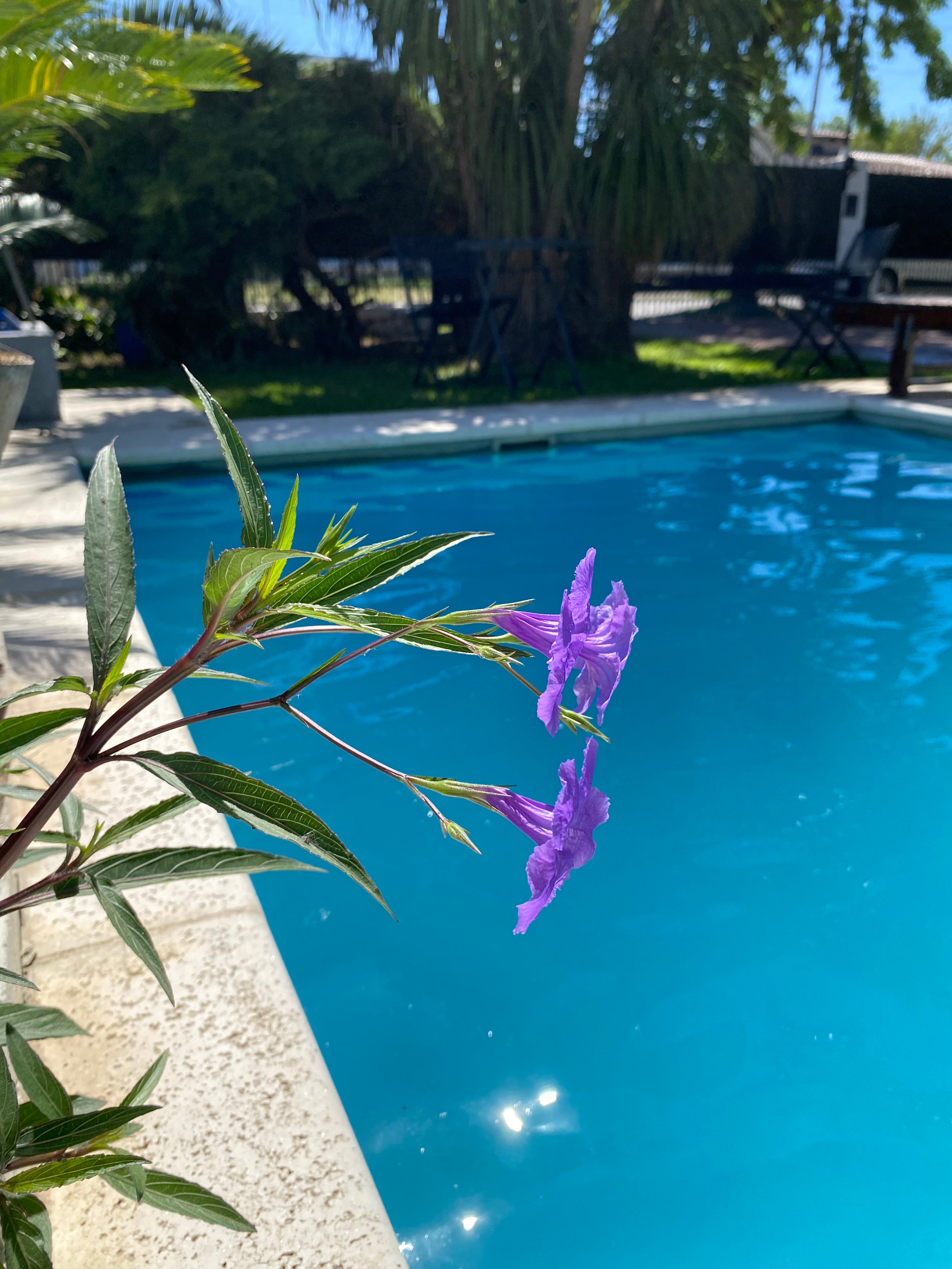 ACCOMMODATION 10 Minutes from EZEIZA